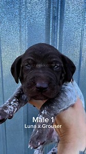 3.6K views · 92 reactions | The #lunaxgrouser pups are getting pretty plump! ❤️ #gsppuppy #germanshorthairedpointer #gsppuppies #gsp | Willow Creek Kennels and Hunting | Facebook