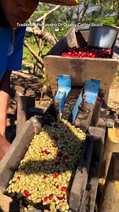 Pengolahan biji kopi berkualitas secara tradisional. #coffeebeans #coffee #tradisional #petanikopi #bijikopi #greenbean #reels #viral #fyp | Febi Nuralam