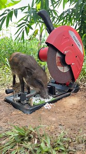 #trapped #trap | Next Level Video