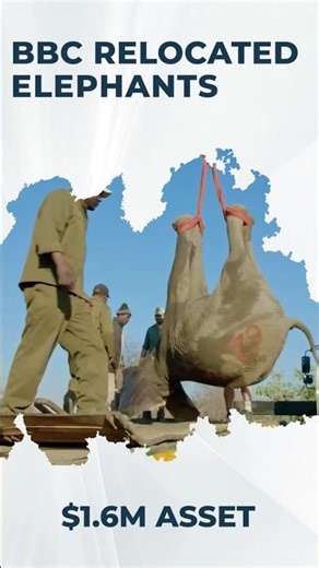 BBC Elephant Relocation: The $48M Logistics Risk 🐘