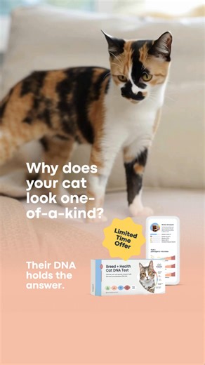 17K views · 33 reactions | No two mixes are the same. Discover your cat’s unique breed mix & traits— get limited-time offers on cat DNA tests now! | Basepaws | Facebook