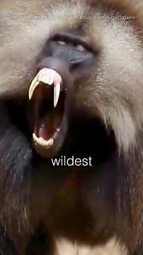 The Strangest Monkeys Sounds In The World😲😮