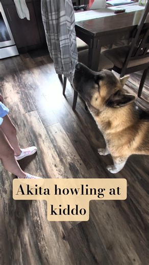 7 month old American Akita howling. #akita #dogs