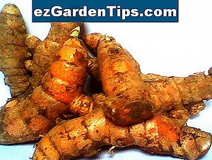 Curcuma laten groeien 🌱 Tips Tuinders - Nl.ezGardenTips.com