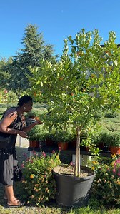 55K views · 1K reactions | Why is it so hard to find a lemon tree | A Life Less Scripted | Facebook