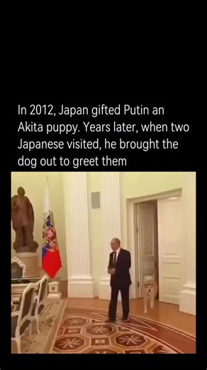 History Overdosed on Instagram: "In 2012, Japan gifted Vladimir Putin an Akita puppy named Yume as a symbol of gratitude for Russia’s help after the 2011 tsunami. Years later, during a 2016 interview with Japanese journalists, Putin brought Yume into the room."