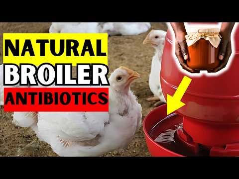 Save DYING BROILERS back to LIFE in a Few HOURS | TOP 3 NATURAL ANTIBIOTICS (100% Recovery)