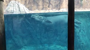 Fiona is simply the best! | Cincinnati Zoo & Botanical Garden