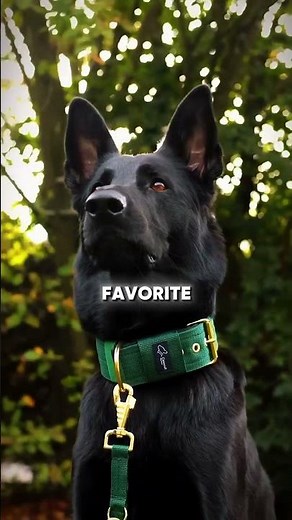 5 Surprising Facts About German Shepherds!