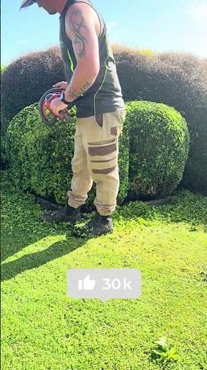 Trimming BOXWOOD Topiary Like a PRO!