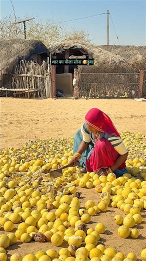 थार का पीला सोना 😱 #viral #reels #trending #photography #village #villagevlog