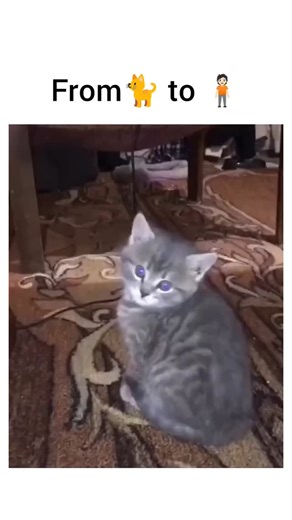 cats | catvideo | daily | thecatometer on Instagram: "Follow @thecatometer 🥺😭 - - - Cats… the only creatures who can ignore you all day and still expect dinner on time. 🐾 But behind that sass is a history of wild hunting instincts and some serious survival skills. Every nap, zoomie, and stare into the void is part of their ancient programming. They sleep 12–16 hours a day — not because they’re lazy, but because they’re energy-efficient little predators. In the wild, this helped them be ready