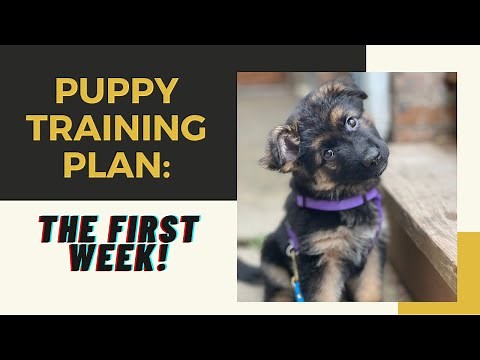 How To Train Your Puppy: THE FIRST WEEK!