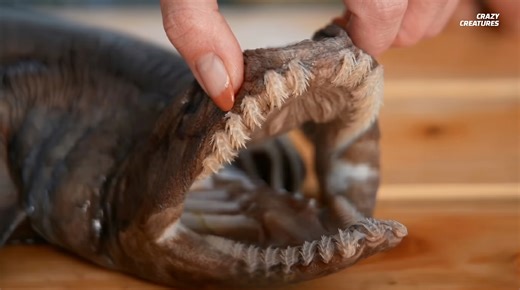 Watch what happens when a frilled shark opens its mouth full of 300 needle teeth