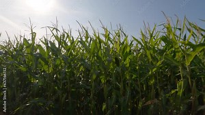 Agro industrial complex, agricultural production corn crops growing in France Bretagne region. Agriculture and crop production, farms in north Europe. Harvesting corn on fields ready to be harvested.