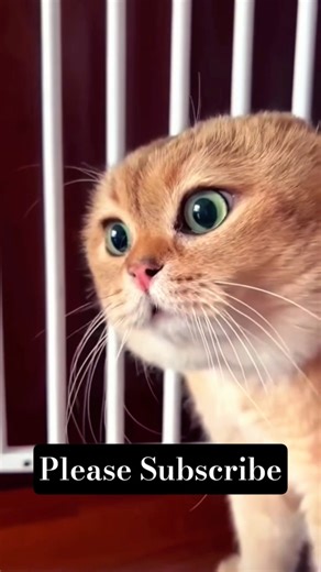 Talking Cat Sound Effect | Funny Cat Talking Meme Audio #cat #sfx #soundtrap #soundeffects #soundset