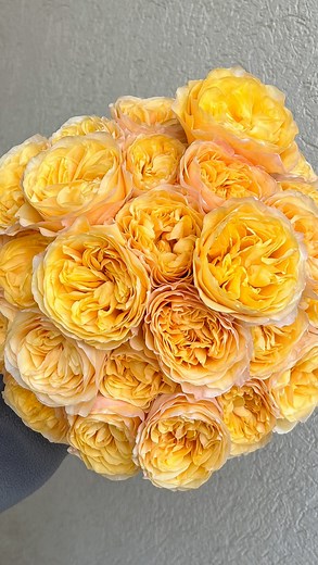 29 reactions | King’s Cross Garden Roses ✨ Grown by our friends @agrinagroses available now via DV Grower Direct. Shop online or get in touch with your rep to secure an order! . . #kingscrossroses #gardenroses #roses #yellowroses #creamroses #flowers #flowersoftheworld #trending #texture #gardenroses | DVFlora | Facebook