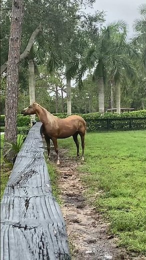 HORSE SOUNDS ~ Whinny'ing - Neigh'ing my horse is calling to the horses in the barn #horse #shorts