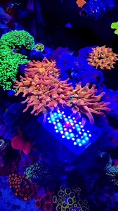 Today’s #tankspiration is @somd_reef’s 45 gallon aquarium. 😎 The colors are exploding under that Radion XR15!#reeffamilycommunity #nanoreef #reeftank #reefaquarium #aquariumsofinstagram #reeftanks #marineaquarium #saltwateraquarium #aquascape #reeftanksofinstagram #coralreeftank #reefaholiks #reefgeek #reefing #saltwatertank #aquaculture #nanotank #reefaddict #allmymoneygoestocorals#anemone | EcoTech Marine