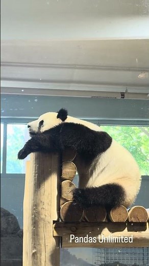 🐼 #Giantpanda #BaoLi and #QingBao Sweet panda dreams