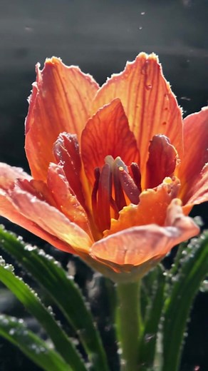 Time lapse of crocus flower 🌷 | Horizon Headlines