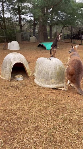 Extreme Parkour Baby Goats by Kiwi the Dragon | Roofus Reaction 😂