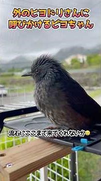 外のヒヨドリさんに声をかけるピヨちゃん#ヒヨドリ #保護 #野鳥 #かわいい