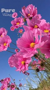 282K views · 3.4K reactions | Such Gorgeous Place of Flower & Bird!!! | Pure Village | Facebook