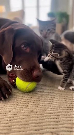 Brave Kitten Tries to Steal a Ball from a Giant Dog!