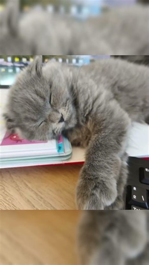 Este gatito gris es demasiado tierno durmiendo #kitten #gatos #cute