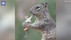 Video: Bizarre moment carnivorous squirrel eats a lizard | Daily Mail Online