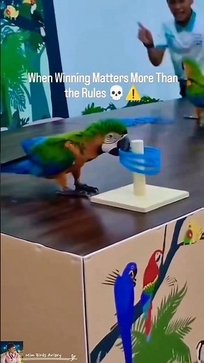 Best video I have seen today - the beautiful Macaws! #birds #macaw