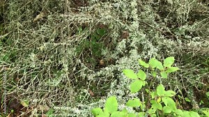 Epiphytic lichens grow on the branches of spruce