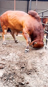 Massive red brahman bull pawing the ground. Pawing a classic sign of an angry or threatened bull, indicating it's ready to fight or charge. | Biggest Bulls Photography