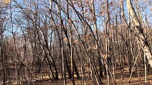 Trinity Lutheran on Reels