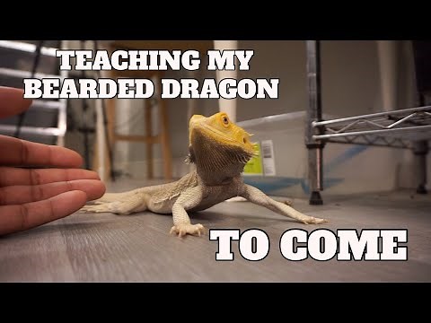 How To Train Your Bearded Dragon To Come To It's Name !! Test