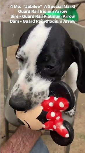 Special Mark on American-bred English Pointer Puppy! RockDove.com
