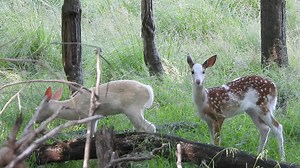Siblings. The cream colored fawn is an albino buck fawn which will turn snow white at six months old, and the pied colored fawn is a doe fawn she will remain this color her entire life. Through selective breeding we are trying to increase our herd of pied whitetail deer. Mother of these fawns was white and father was pied. | Shalom Wildlife Sanctuary