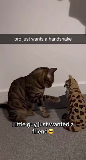 He got angry😂 #cats #catsoftiktok #tabbycat #catvideo #legocat #amazinganimals #funnycats