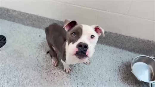 Saving Houston’s Pets 🐾🩵 on Instagram: "‼️‼️Blue just left the building but he’s very sick!!! If you can please donate for medical. 🏥 Zelle: Rodedog@peoplepc.com https://venmo.com/u/Sharon-Rode-23 US Mail: Save our Strays c/o Sharon Rode 405 Brooks Street, Sugar Land Texas 77478 PayPal: please use this email to find us and donate: type in the email address on PayPal saveourstraysftbend@peoplepc.com 🐾🐾Thank you for all your wonderful support 🐾🐾 💙 Blue A584054 — Sweet Smiling Pit Needs Res