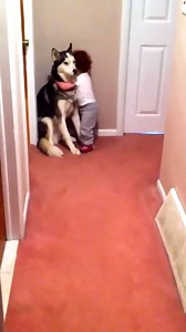 3.4K views · 107 reactions | Baby scared of vacuum runs to dog for protection | Pets Now | Facebook