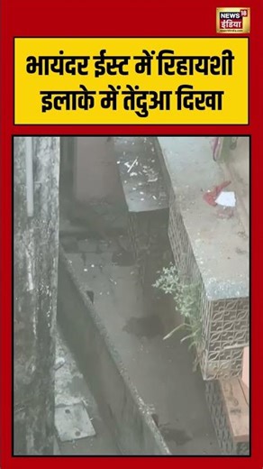 भायंदर ईस्ट में रिहायशी इलाके में तेंदुआ दिखा | #leopard #viralnews #shorts