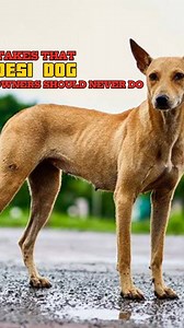 Indian Pariah Dog 🐕 — ek desi hero jo duniya ki sabse purani aur smartest breeds mein se hai. Par owners ki 3 galtiyaan unki poori life barbaad kar deti hain 🚫💔 👉 Sirf guard dog samajhna 👉 Roti-doodh pe palna 👉 Freedom aur exercise deny karna Pariah ko rakhna ek zimmedaari hai, fashion nahi. ✊ Respect the roots. Respect the breed. ❤️ Follow @petpediaa_ for more savage pet truths 🔥” #indianpariahdog #pariahdog #desidog #dogsoﬁndia #petpediaa #savestrays #adoptdontshop #savedelhidogs | Petp