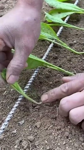 planting vegetable seeds that only have the roots left to get the best results from the plants