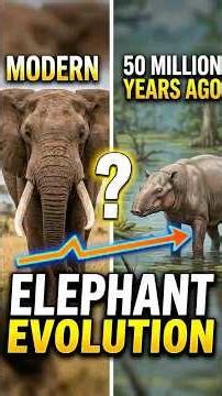 The Evolution Of Elephant #animalfacts #evolution #elephant #mammoth