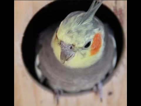 Tout savoir sur les calopsittes (reproduction, alimentation, apprivoisement…)