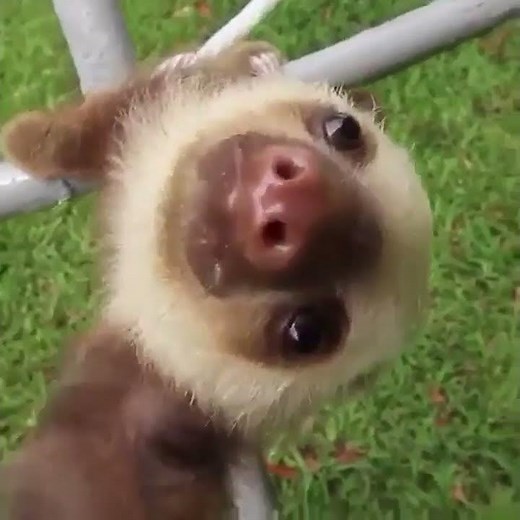 Cute falling sloth