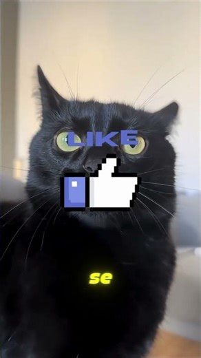 Why are black cats so dramatic? 🐈‍⬛😲