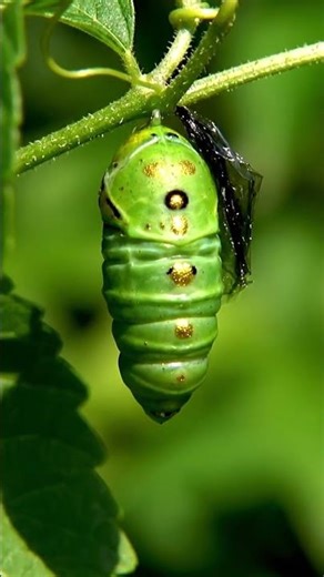 Monarch Butterfly Life Cycle | 40s Silent Nature Documentary