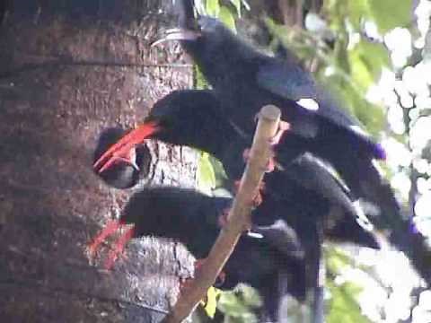 Red-billed Wood Hoopoe (Part 10)